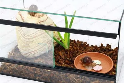 Ez enni csigák Achatina otthon, hogyan kell etetni (gondozás és karbantartás) Ez enni csigák Achatina otthon, hogyan kell etetni