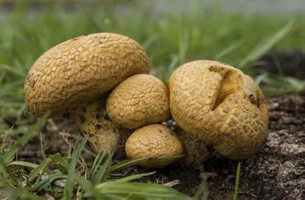 Mi mycorrhiza biológia