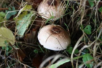 Mi mycorrhiza biológia