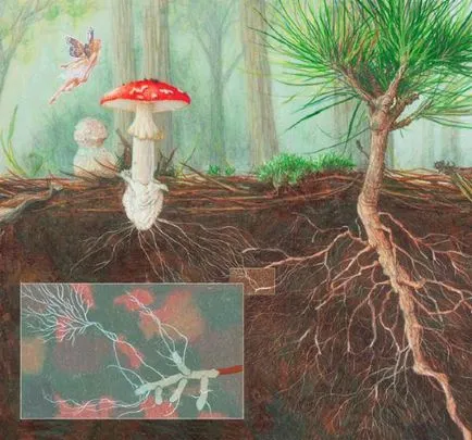 Mi mycorrhiza biológia