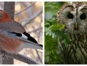 Milyen madár ez Nightingale kép és funkciók (például) Milyen madár ez Nightingale fotók és jellemzői