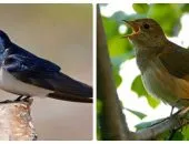 Milyen madár ez Nightingale kép és funkciók (például) Milyen madár ez Nightingale fotók és jellemzői