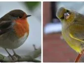 Milyen madár ez Nightingale kép és funkciók (például) Milyen madár ez Nightingale fotók és jellemzői