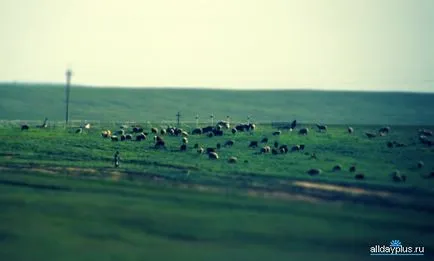 Mi a tilt-shift