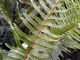Monstera virága - otthoni gondozás transzplantáció és a szaporodás monstera; Ezért Monstera (babona) Monstera virága - otthoni gondozás transzplantáció és a szaporodás monstera; Ezért Monstera