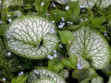 Salpiglossis virág - növekvő magvak egy nyílt terepen, fotó salpiglossisa, ültetés és gondozás (Salpiglossis) Salpiglossis virág - növekvő magvak egy nyílt terepen, fotó salpiglossisa, ültetés és gondozás