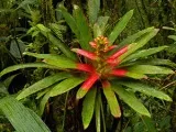 Monstera virága - otthoni gondozás transzplantáció és a szaporodás monstera; Ezért Monstera (ellátás) Monstera virága - otthoni gondozás transzplantáció és a szaporodás monstera; Ezért Monstera