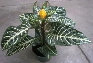 Virág Aphelandra - ellátás és a reprodukció az otthoni (fotók)