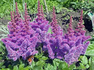 Astilbe virág - ültetés és gondozás, Photo Astilbe, Astilbe növekvő magról; előállítására Astilbe (virág) Astilbe virág - ültetés és gondozás, Photo Astilbe, Astilbe növekvő magról; Astilbe előkészítés