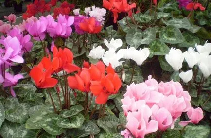 Ciklámen Care és az átültetést