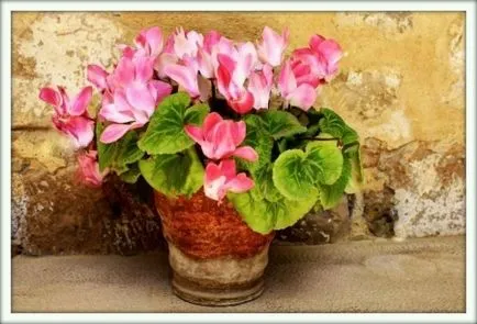 Cyclamen (ciklámen)