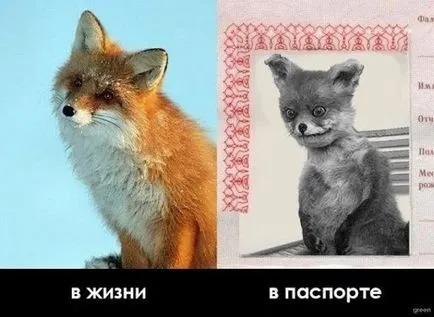 Madárijesztő ül róka - a népszerű mém Runet
