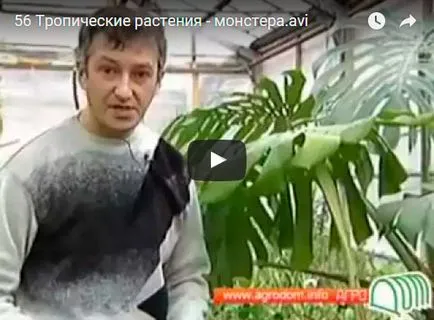 Monstera virága - otthoni gondozás transzplantáció és a szaporodás monstera; Ezért Monstera (szárítja) Monstera virága - otthoni gondozás transzplantáció és a szaporodás monstera; Ezért Monstera