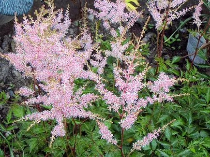Astilbe virág - ültetés és gondozás, Photo Astilbe, Astilbe növekvő magról; előállítására Astilbe (Astilbe) Astilbe virág - ültetés és gondozás, Photo Astilbe, Astilbe növekvő magról; Astilbe előkészítés