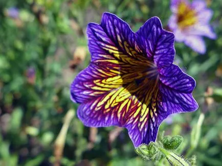 Salpiglossis virág - növekvő magvak egy nyílt terepen, fotó salpiglossisa, ültetés és gondozás (nyitott) Salpiglossis virág - növekvő magvak egy nyílt terepen, fotó salpiglossisa, ültetés és gondozás