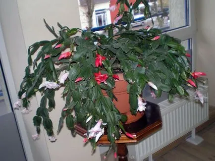 Virág decembrista otthon - gondozás, szaporítás és kiültetés Decembrists; Ezért decembrista (home) Virág decembrista otthon - gondozás, szaporítás és kiültetés Decembrists; miért decembrista