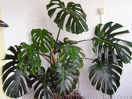 Monstera virága - otthoni gondozás transzplantáció és a szaporodás monstera; Ezért Monstera (jelek) Monstera virága - otthoni gondozás transzplantáció és a szaporodás monstera; Ezért Monstera