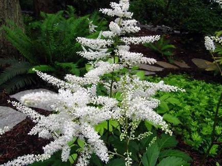 Astilbe virág - ültetés és gondozás, Photo Astilbe, Astilbe növekvő magról; előállítására Astilbe (faj) Astilbe virág - ültetés és gondozás, Photo Astilbe, Astilbe növekvő magról; Astilbe előkészítés