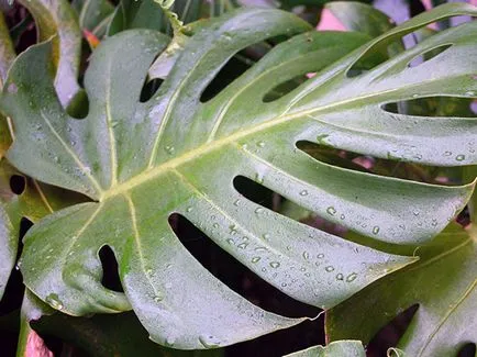 Monstera virága - otthoni gondozás transzplantáció és a szaporodás monstera; Ezért Monstera (műtrágya) Monstera virága - otthoni gondozás transzplantáció és a szaporodás monstera; Ezért Monstera