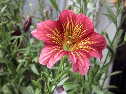 Salpiglossis virág - növekvő magvak egy nyílt terepen, fotó salpiglossisa, ültetés és gondozás (föld) Salpiglossis virág - növekvő magvak egy nyílt terepen, fotó salpiglossisa, ültetés és gondozás