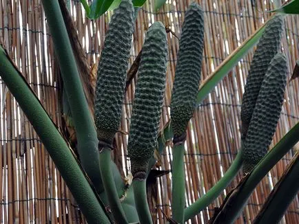 Monstera virága - otthoni gondozás transzplantáció és a szaporodás monstera; Ezért Monstera (faj) Monstera virága - otthoni gondozás transzplantáció és a szaporodás monstera; Ezért Monstera