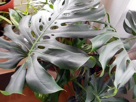 Monstera virága - otthoni gondozás transzplantáció és a szaporodás monstera; Ezért Monstera (faj) Monstera virága - otthoni gondozás transzplantáció és a szaporodás monstera; Ezért Monstera