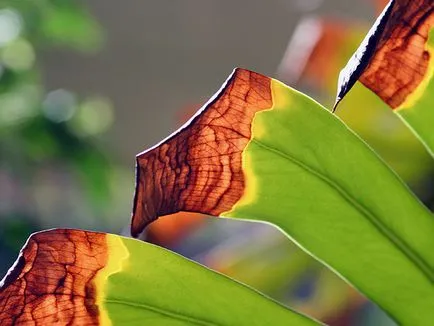 Monstera virága - otthoni gondozás transzplantáció és a szaporodás monstera; Ezért Monstera (home) Monstera virága - otthoni gondozás transzplantáció és a szaporodás monstera; Ezért Monstera