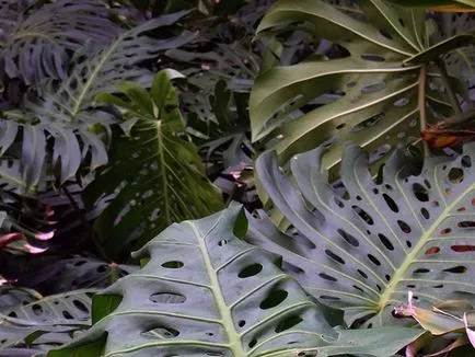 Monstera virága - otthoni gondozás transzplantáció és a szaporodás monstera; Ezért Monstera (feltételek) Monstera virága - otthoni gondozás transzplantáció és a szaporodás monstera; Ezért Monstera