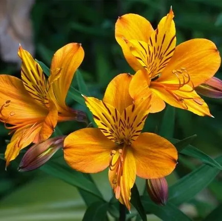 Alstroemeria virágok otthoni fotó, termesztése magok egy bankot és gondozás