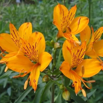 Alstroemeria virágok otthoni fotó, termesztése magok egy bankot és gondozás