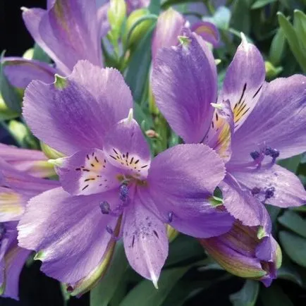 Alstroemeria virágok otthoni fotó, termesztése magok egy bankot és gondozás