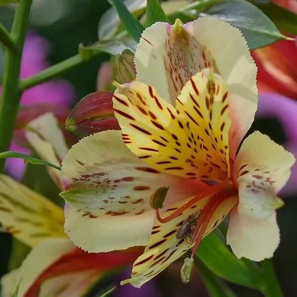 Alstroemeria virágok otthoni fotó, termesztése magok egy bankot és gondozás
