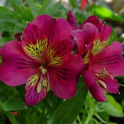 Alstroemeria virágok otthoni fotó, termesztése magok egy bankot és gondozás