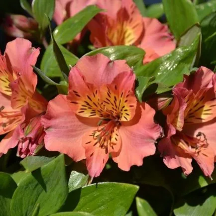 Alstroemeria virágok otthoni fotó, termesztése magok egy bankot és gondozás