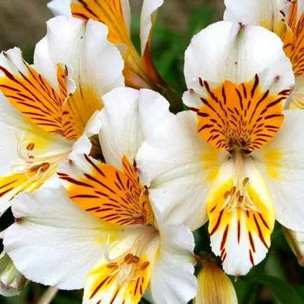 Alstroemeria virágok otthoni fotó, termesztése magok egy bankot és gondozás