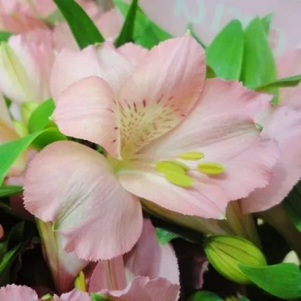 Alstroemeria virágok otthoni fotó, termesztése magok egy bankot és gondozás