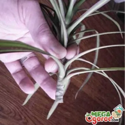 Virág dracaena hogyan kell gondoskodni a szépség, a trópusokon