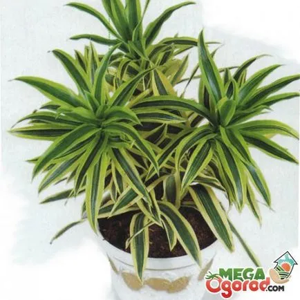 Virág dracaena hogyan kell gondoskodni a szépség, a trópusokon