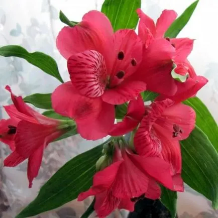 Alstroemeria virágok otthoni fotó, termesztése magok egy bankot és gondozás