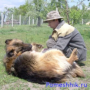falu kutyák