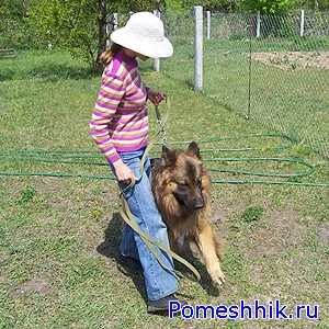 falu kutyák
