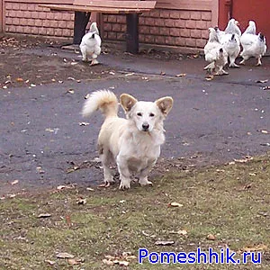 falu kutyák