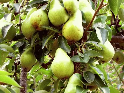 Ginkgo biloba - növekvő, tenyésztés, ültetés és gondozás