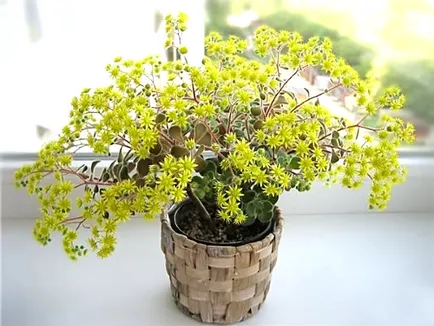 Tree of Love - virág terem, tippek, trükkök, titkok