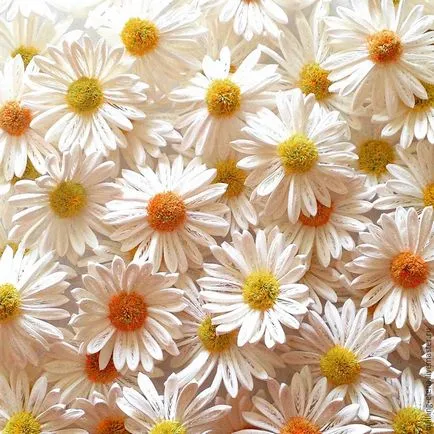 Készíts egy százszorszép a technika Quilling - Fair Masters - kézzel készített, kézzel készített (master class) Készíts egy százszorszép a technika Quilling - Fair Masters - kézzel készített, kézzel készített