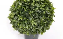 Ficus terménynyilatkozatán