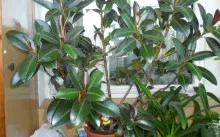Ficus terménynyilatkozatán
