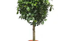 Ficus terménynyilatkozatán