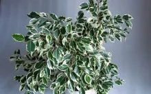 Ficus terménynyilatkozatán