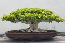 Ficus terménynyilatkozatán